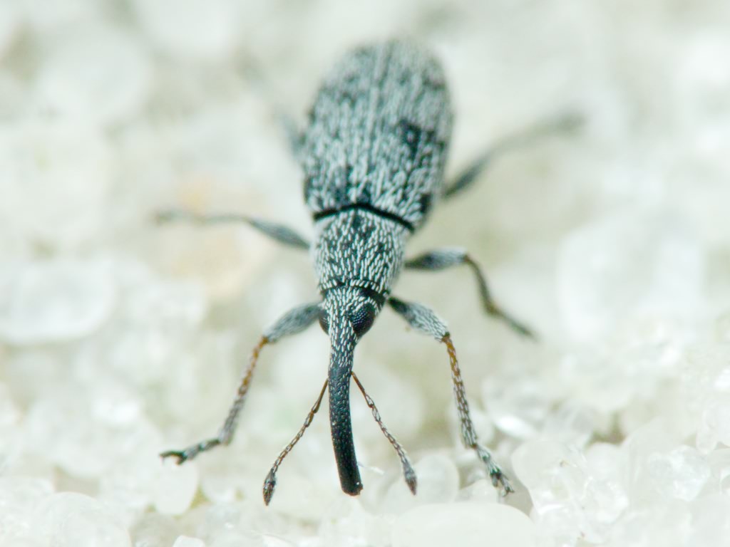 Squamapion elongatum (Germar, 1817)